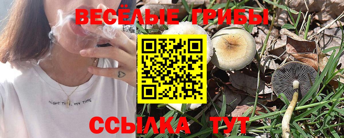 Псилоцибиновые грибы прущие грибы  Галлюциногенные грибы Psilocybe  Сертолово  Вход с VPN 